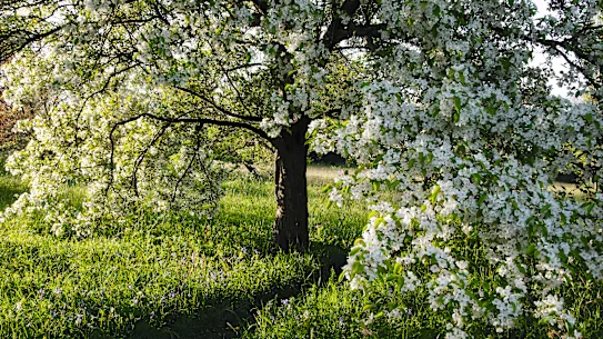 Great Dixter au Royaume-Uni est devenu un modèle pour la biodiversité des jardins.
