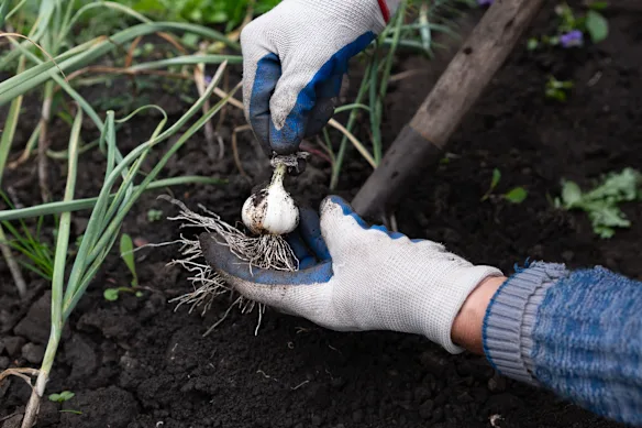 C'est le moment idéal pour planter de l'ail.