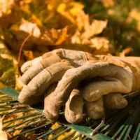 Six choses à faire dans votre jardin en ce moment
