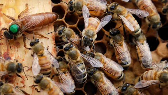 Elle est peut-être la reine des abeilles, mais c'est tout pour un et un pour tous. 