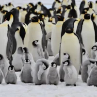 L&rsquo;humanité est en danger, alors prenons exemple sur les pingouins