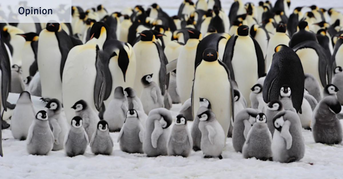 L'humanité est en danger, alors prenons exemple sur les pingouins