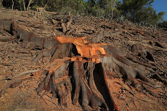 Vestiges d'arbres enlevés dans le parc Kings de Perth au milieu de l'infestation de foreurs de trous de balle.