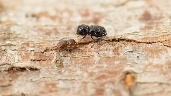 Le foreur des trous de balle attaque les arbres vivants par des champignons agricoles.