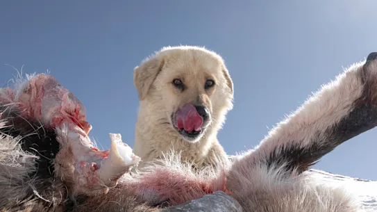 Un chien mangeant un mouton bleu tué la nuit précédente par une meute de chiens sauvages dans l'Himachal Pradesh, à quelques kilomètres du Ladakh. Le mouton bleu est également une proie préférée des léopards des neiges.