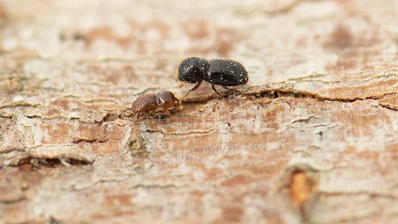 Le petit coléoptère qui pourrait anéantir la moitié des arbres de nos villes