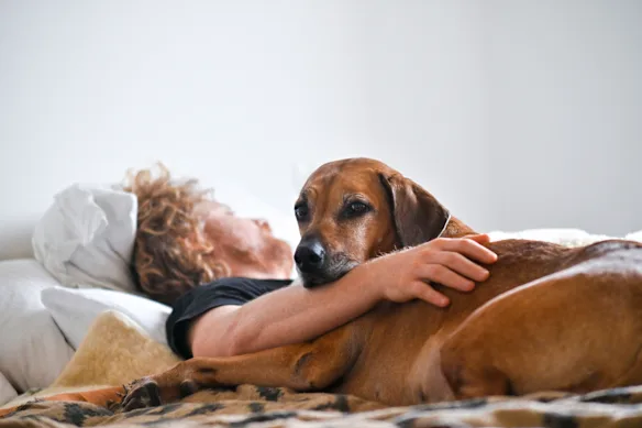 Un chien peut donner un sentiment de devoir, surtout tôt le matin.
