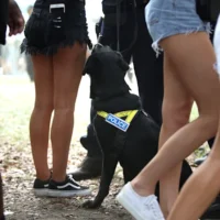 La police de Nouvelle-Galles du Sud ciblera l&rsquo;approvisionnement en drogue plutôt que sa possession lors des festivals de musique