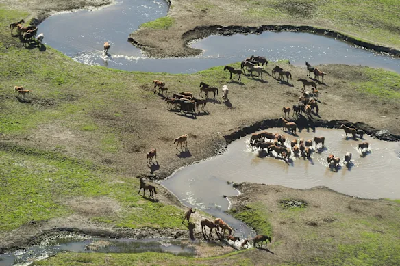 Chevaux sauvages dans le parc national de Kosciuszko en 2021, avant la prise de vue aérienne.