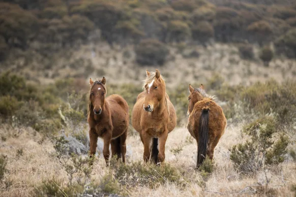Chevaux sauvages près du barrage de Tantangara, dans le haut pays de Nouvelle-Galles du Sud, en 2023.