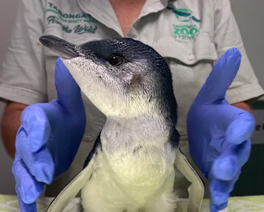 Un jeune petit pingouin actuellement pris en charge.
