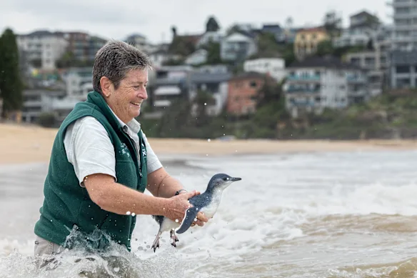 Deb Collins, du Taronga Wildlife Hospital, emmène le pingouin dans l'eau.