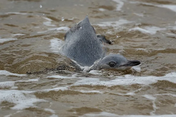 Le juvénile nage près du rivage avant de prendre le large.
