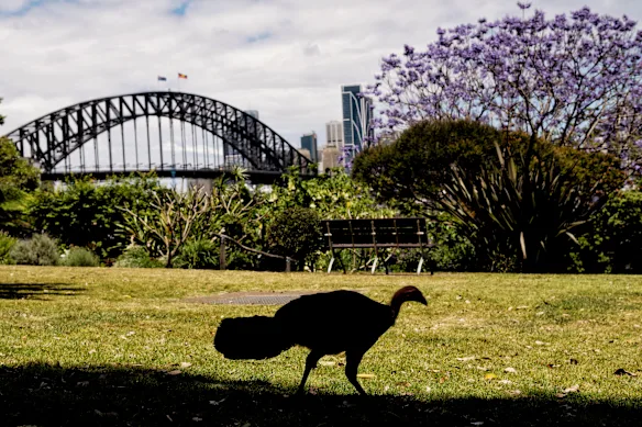 Une dinde en brosse à Lavender Bay, Sydney.