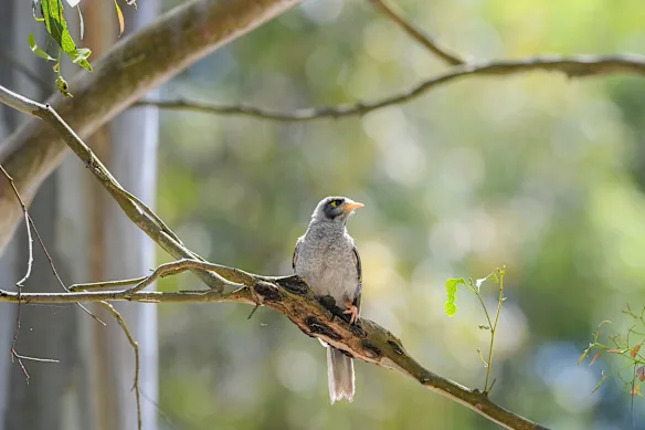 Des mineurs bruyants repoussent d’autres oiseaux forestiers indigènes, moins bruyants, hors de Melbourne.