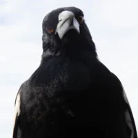 Pie la plus souvent observée dans 5 millions d&rsquo;observations