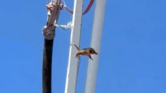 L'opossum a été secoué de la pompe à béton en février.