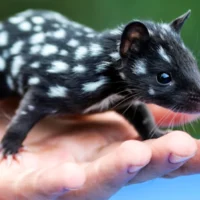 J&rsquo;ai mentionné les quolls et personne ne savait ce que c&rsquo;était