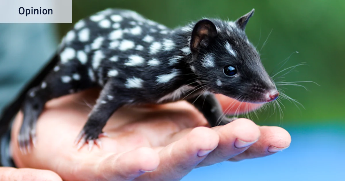 J'ai mentionné les quolls et personne ne savait ce que c'était