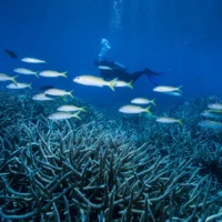 Le débat sur le quota de 190 tonnes et l’avenir de la Grande Barrière de Corail