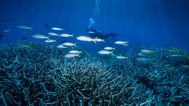 Le débat sur le quota de 190 tonnes et l’avenir de la Grande Barrière de Corail