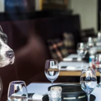 En matière de restauration, ce nouveau restaurant pour chiens a la bonne idée