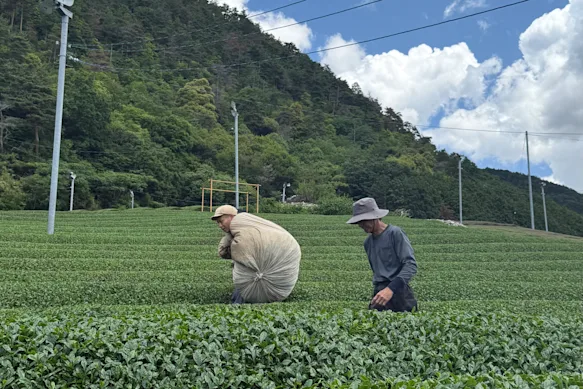 Des ouvriers récoltent du matcha à Uji, près de Kyoto, où David s'en procure pour son café.