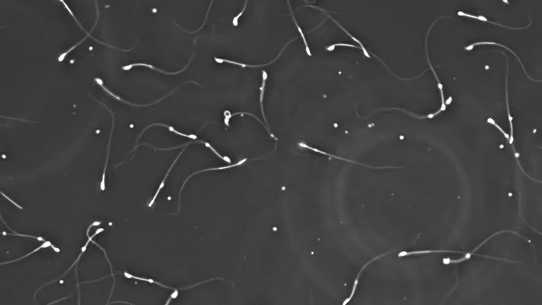 Une nouvelle étude a révélé une réduction de la production de spermatozoïdes et de testostérone chez les souris exposées à des produits chimiques permanents.
