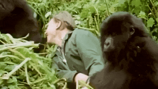 David Attenborough avec les gorilles au Rwanda dans son documentaire Life on Earth.
