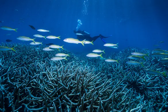 La Grande Barrière de Corail, photographiée à une époque plus saine en 2016.