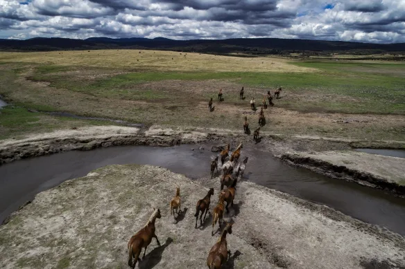 NSW reprendra le tir aérien pour lutter contre le nombre de chevaux sauvages dans le parc national de Kosciuszko.
