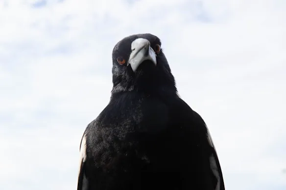 Les pies sont les oiseaux les plus couramment observés en Australie, selon la dernière enquête.