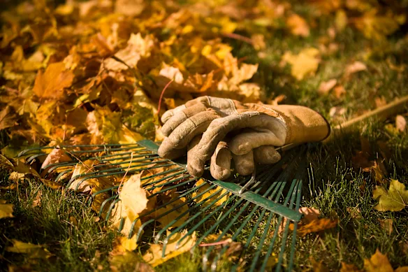 Quoi que vous fassiez, ne jetez pas vos feuilles d’automne dans les déchets verts.