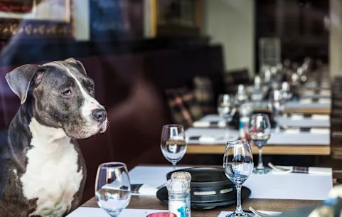 Chez Dogstronomy, les règles sont simples : plus le restaurant est grand, plus vous payez. Humains, faites attention.