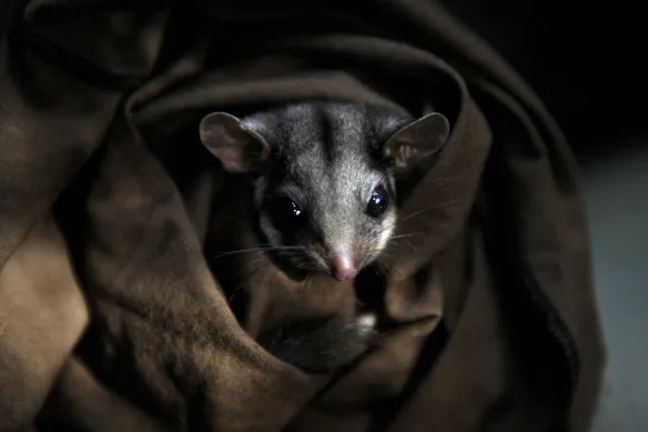 Un opossum de Leadbeater qui fait partie du programme d'élevage en captivité du sanctuaire de Healesville.