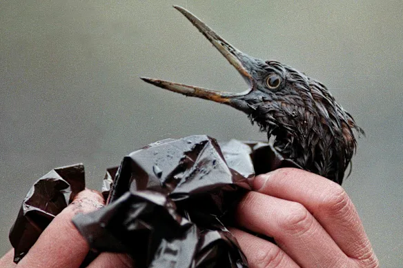 Un oiseau couvert de pétrole figurait parmi les victimes dans le détroit de Prince William, en Alaska, en avril 1989, après l'échouage du pétrolier Exxon Valdez, salissant l'eau et les plages et tuant de nombreux poissons et autres animaux.