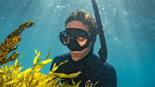 La coordinatrice du projet Operation Crayweed, le Dr Claudia Santori, inspecte les écrevisses plantées à South Coogee, poussant aux côtés du varech doré sur la gauche.