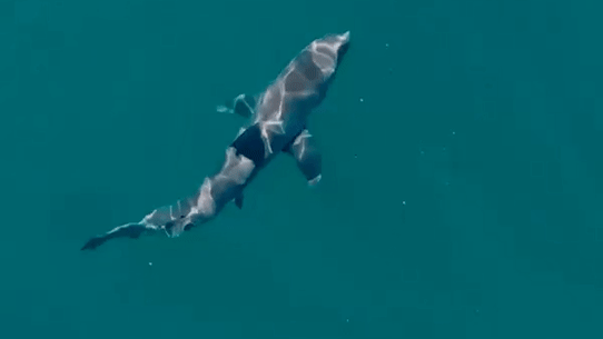 Images de drone prises samedi d'un requin au large de la plage de Coogee à Sydney.