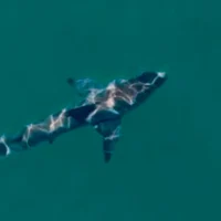 Les drones capables de suivre les requins tout en représentant peu de menace pour l&rsquo;aviation peuvent sauver des vies