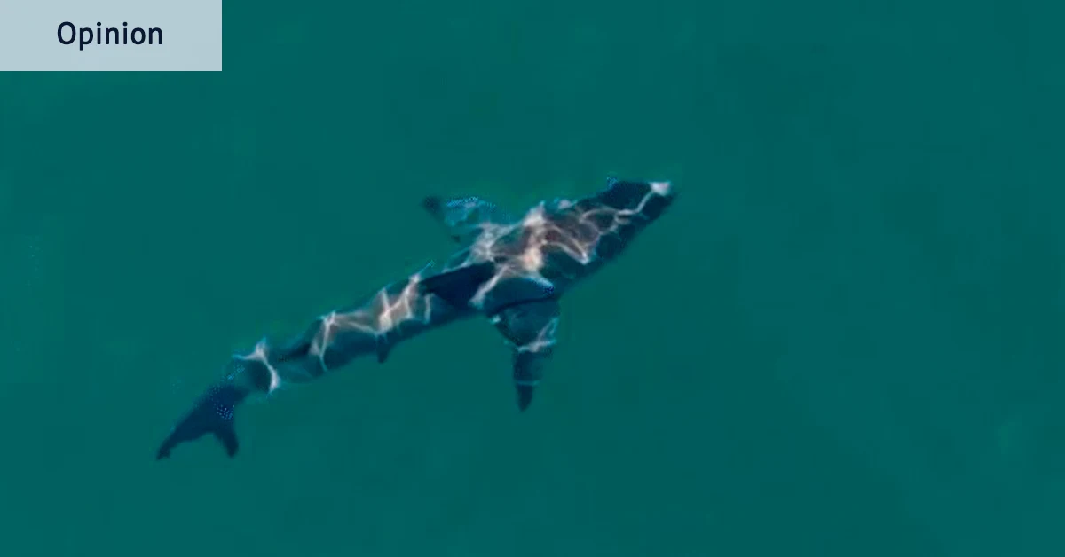 Les drones capables de suivre les requins tout en représentant peu de menace pour l'aviation peuvent sauver des vies