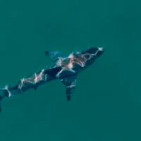 Attaque de requin à Coogee Beach : comment un système d&rsquo;alerte précoce pour les requins pourrait fonctionner