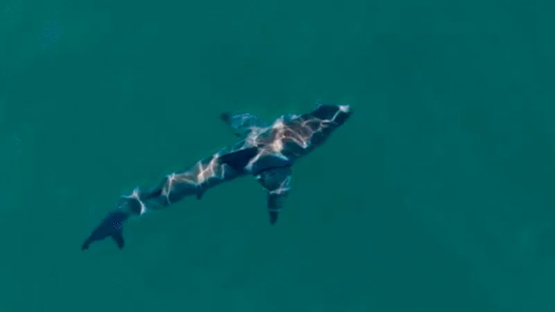 Attaque de requin à Coogee Beach : comment un système d'alerte précoce pour les requins pourrait fonctionner