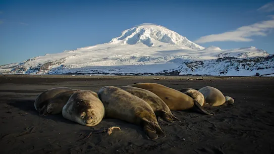 Éléphants de mer sur l'île Heard. La grippe aviaire mortelle H5N1 pourrait avoir atteint le territoire australien subantarctique.