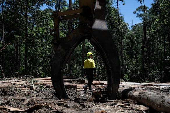 Un site d'exploitation forestière indigène dans la forêt d'État de Wild Cattle Creek qui fera partie du parc national du Great Koala.