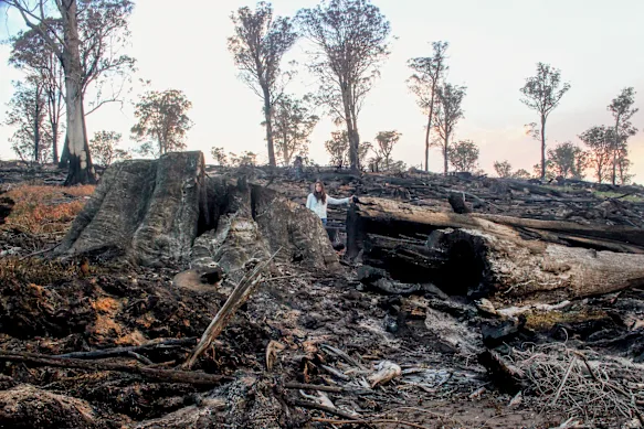 Les conséquences de l'exploitation forestière dans une forêt ancienne de l'East Gippsland en 2016. Le gouvernement de Victoria a quitté le secteur en 2024.