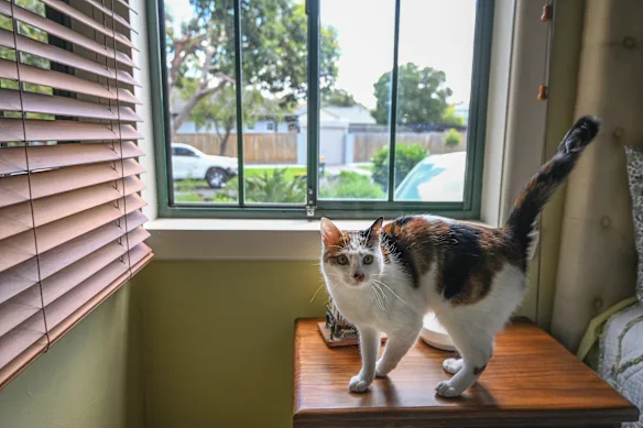 Les experts encouragent les propriétaires de chats à garder leurs amis à quatre pattes à l’intérieur pour éviter tout contact avec les oiseaux sauvages.