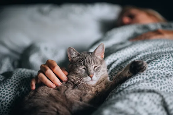 Il est possible que vous ne réalisiez même pas à quel point votre animal affecte votre sommeil. 