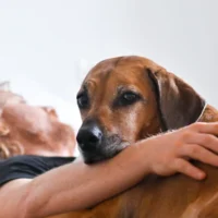 À quel point est-ce mauvais de dormir avec son animal de compagnie ? Les experts interviennent