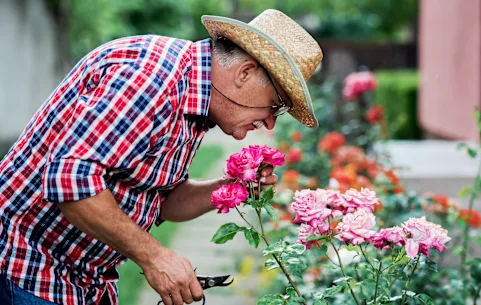 Les plantes ont besoin d’engrais pour pousser ? Leçon apprise, même si 50 ans de retard.
