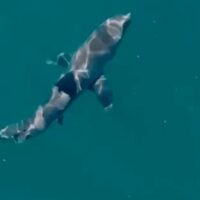 Attaque de requin de Coogee Beach : pourquoi les abattages sont inefficaces et les données scientifiques derrière les observations récentes